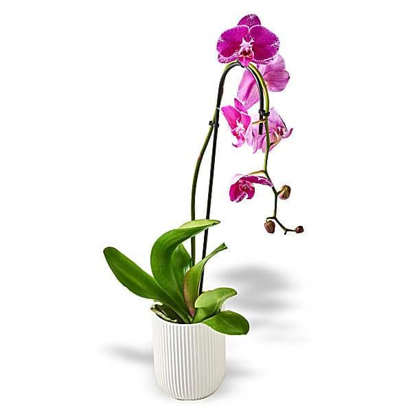5 Phal Orchid Plant