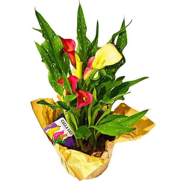 Calla Lily