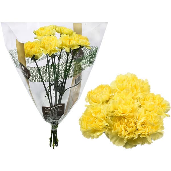 Carnation Bunch