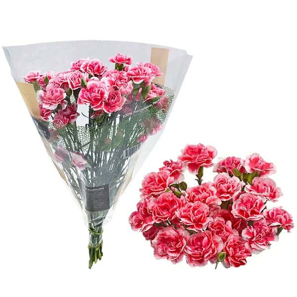 Assorted Mini Carnation Bunch
