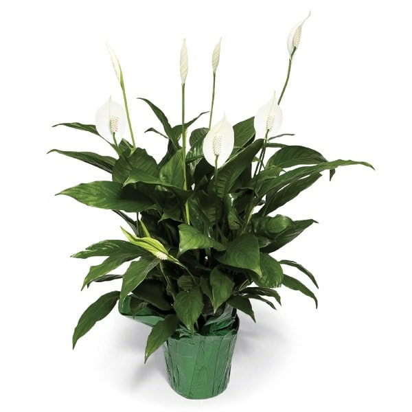 Peace Lily