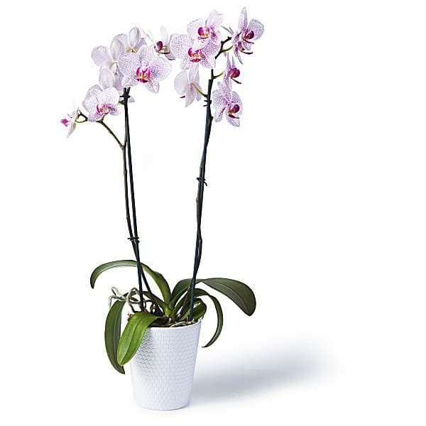 Silvervase 5 Everyday Phalaenopsis Orchid