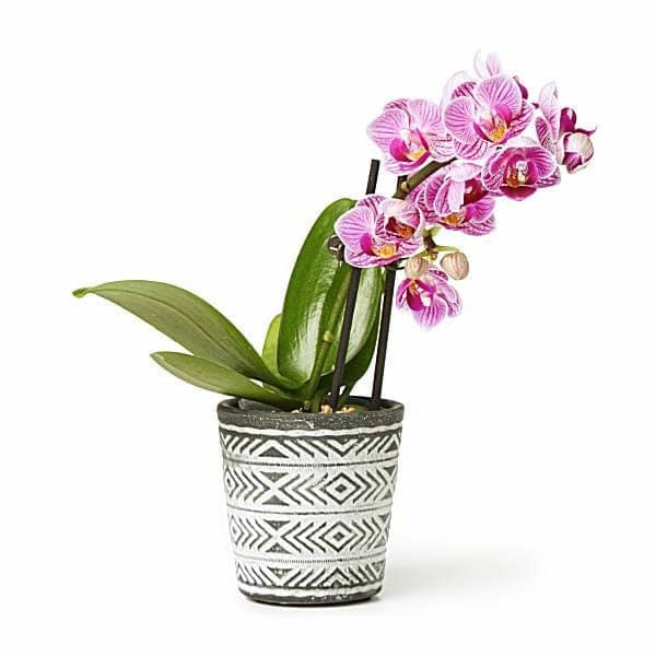 Silvervase Inc. Espresso Phalaenopsis Orchid
